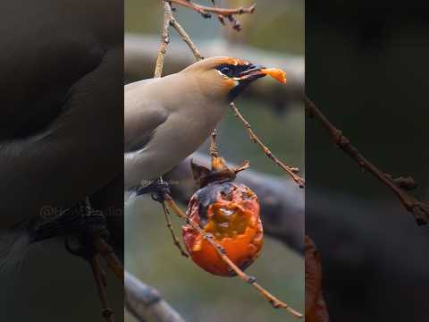 Waxwing Bird Eating a Fruit Wincent ujnQy #bird #wildlife #nature